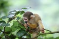 Munching on the leaves Royalty Free Stock Photo