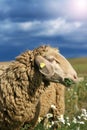 Munching sheep Royalty Free Stock Photo