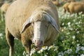 Munching sheep Royalty Free Stock Photo