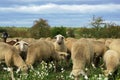 Munching sheep Royalty Free Stock Photo