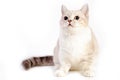 Munchkin cat Royalty Free Stock Photo