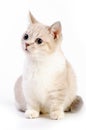 Munchkin cat