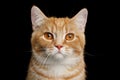 Munchkin Cat on Black background Royalty Free Stock Photo