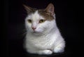 Munchkin cat on black background Royalty Free Stock Photo