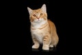 Munchkin Cat on Black background Royalty Free Stock Photo