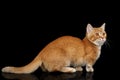 Munchkin Cat on Black background Royalty Free Stock Photo