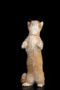 Munchkin Cat on Black background Royalty Free Stock Photo