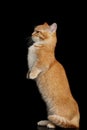 Munchkin Cat on Black background Royalty Free Stock Photo