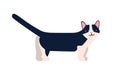 Munchkin cat breed vector flat illustration. Cartoon short-legged pet with raised tail isolated on white background