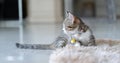 Munchkin cat kitten lying in front and look sideway. It\'s a very beautiful baby animal indoors Royalty Free Stock Photo