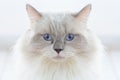 Munchkin cat Royalty Free Stock Photo