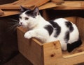 Munchkin cat Royalty Free Stock Photo