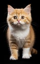 Munchkin Fluffy Cat standing at the camera in front isolated of a black background