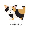 Munchkin kitten with funny muzzle. Cartoon domestic cat character. Wonderful creature with tricolor fur and short paws