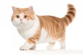 Adorable Munchkin Tabby Cat with Yellow Eyeson White Background. Isolated Royalty Free Stock Photo