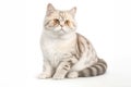 Adorable Munchkin Tabby Cat with Yellow Eyeson White Background. Isolated