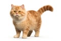 Adorable Munchkin Tabby Cat with Yellow Eyeson White Background. 
