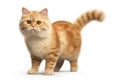 Adorable Munchkin Tabby Cat with Yellow Eyeson White Background. Isolated