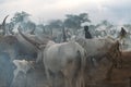 MUNDARI TRIBE, SOUTH SUDAN - MARCH 11, 2020: People shepherd grazing skinny cows with large sharp horns among smoke in savanna in