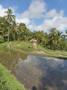 Munduk middle of Bali rice field with water reflect early morning hike Royalty Free Stock Photo