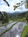 Munduk middle of Bali rice field with water reflect early morning hike Royalty Free Stock Photo