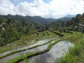 Munduk middle of Bali rice field with water reflect early morning hike Royalty Free Stock Photo