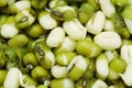 Mung bean Royalty Free Stock Photo