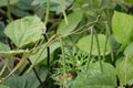 The mung bean crop closeup image, Kumbhewadi, Maharashtra Royalty Free Stock Photo