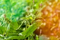 mung bean and green leaves