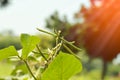 raw mung bean plant