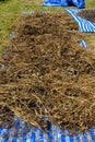 Mung bean husks that have been sun-dried and used in advertisements or research papers on agriculture