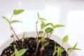 Mung bean microgreens in growing tray on a white background. Fresh green sprouted mung beans. Young plant growing in soil.