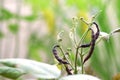 Mung bean plant with ripe green pea pods and Mung bean plant a plant in the legume family Royalty Free Stock Photo