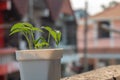 Mung bean plants grown in pots at home Royalty Free Stock Photo