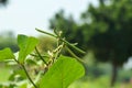 mung bean raw plant,mung bean