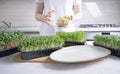 Mung bean seedings and microgreens on the kitchen table.