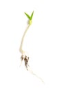 Mung bean seedling, a dicotyledon plantlet of Vigna radiata showing roots