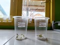 Mung bean seeds in a plastic cup are placed near the window in a biology experiment