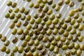Mung Bean Seeds In Sprout Maker Macro