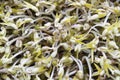 Mung bean sprouts Royalty Free Stock Photo