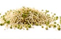 Mung bean sprouts, cut out on white background Royalty Free Stock Photo