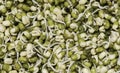 Mung bean sprouts