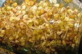 mung bean sprouts in a germ glass Royalty Free Stock Photo