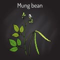 Mung bean Vigna radiata with leaves and pods