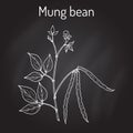 Mung bean Vigna radiata with leaves and pods