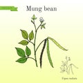 Mung bean Vigna radiata with leaves and pods Royalty Free Stock Photo