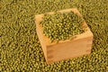 Mung beans Royalty Free Stock Photo