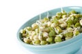 Mung beans Royalty Free Stock Photo