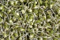 Mung beans Royalty Free Stock Photo