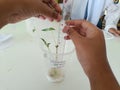 Mung Beans in Action: How Students Explore the Dynamics of Plant Development
